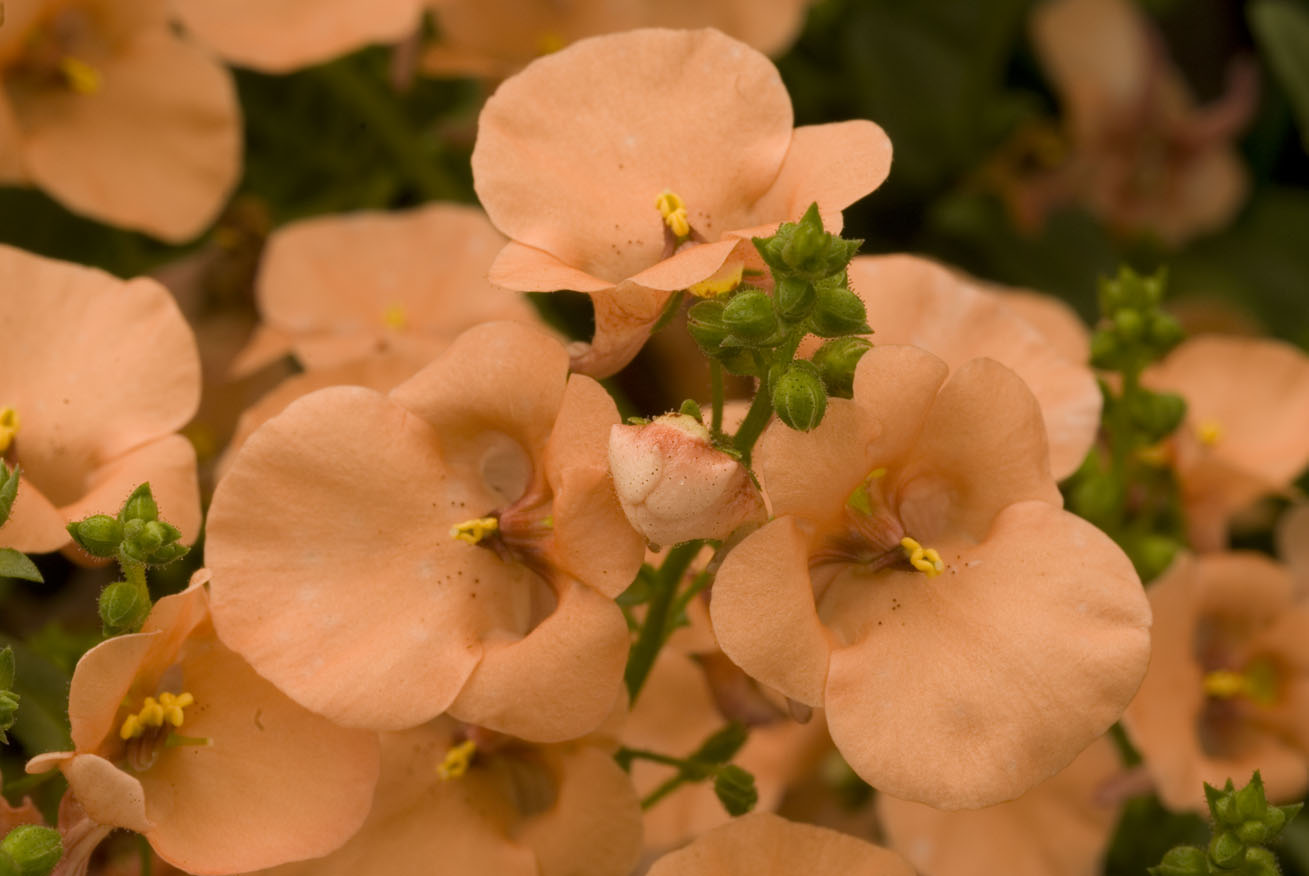 Diascia sp.